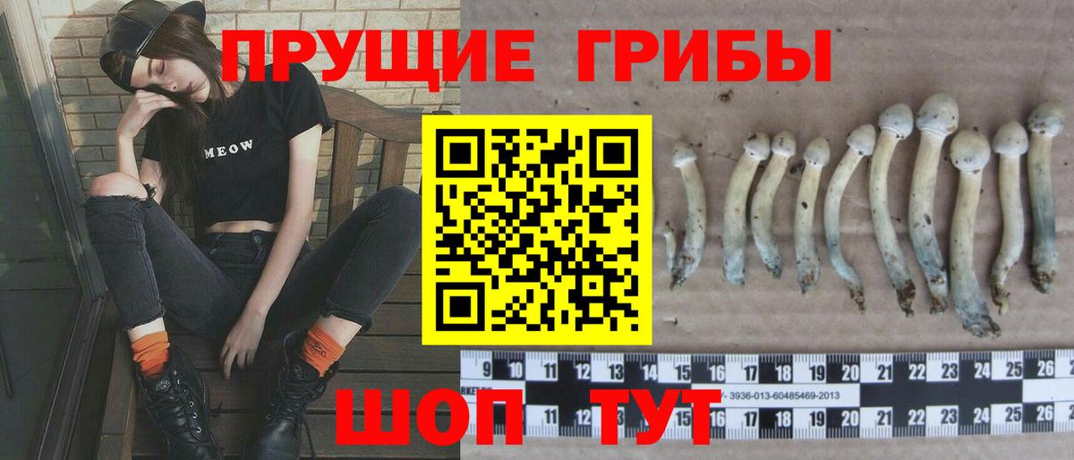 Выборг  Псилоцибиновые грибы Psilocybe  Вход с VPN 